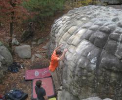 Horse Pens 40
